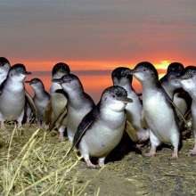 Nightly Penguin Parade @ Phillip Island